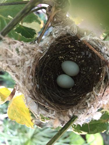 鳥在家裡築巢|野鳥庭前築巢 預示居家風水好兆頭 